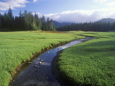 Glasswort Beds, Burnaby Island, Gwaii Haanas National Park Reserve, British Columbia, Canada. by David Nunuk Pricing Limited Edition Print image