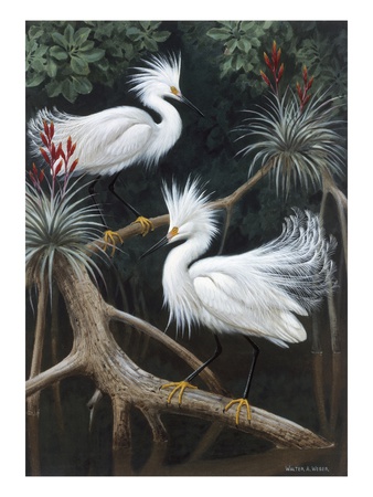 Snowy Egrets Display Their Courtship Plumage In A Mangrove Swamp by National Geographic Society Pricing Limited Edition Print image
