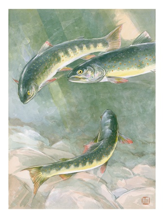 Painting Of A Trio Of Dolly Varden Trout by National Geographic Society Pricing Limited Edition Print image