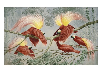 Four Rival Male Greater Birds Of Paradise Vie For Female's Attention by National Geographic Society Pricing Limited Edition Print image