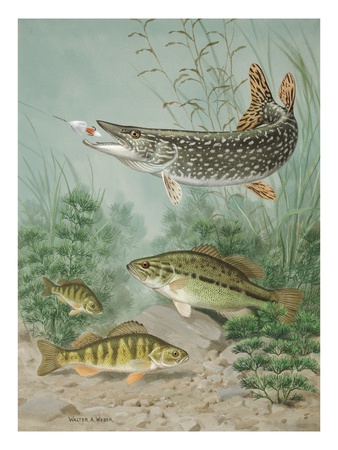 Northern Pike Bites Hook; Black Bass And Yellow Perch Swim Nearby by National Geographic Society Pricing Limited Edition Print image