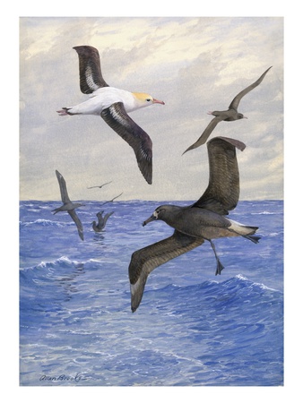 Albatrosses Fly Over Rough Waters Of The Sea by National Geographic Society Pricing Limited Edition Print image