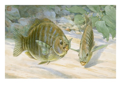 A Pair Of Black Perch Fish Swim Along The Ocean Floor by National Geographic Society Pricing Limited Edition Print image