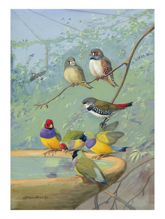 Finches Perch On The Edge Of A Birdbath by National Geographic Society Pricing Limited Edition Print image