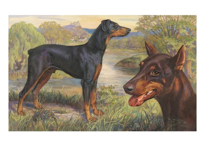 Portrait Of Doberman Pinschers Standing On A Rural Riverbank by National Geographic Society Pricing Limited Edition Print image