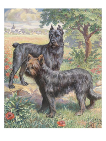 A Bouvier Des Flandres And Briard Work As Police And Army Dogs by National Geographic Society Pricing Limited Edition Print image