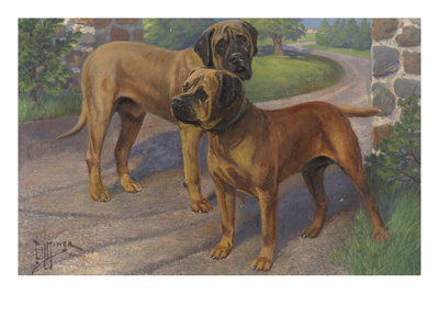 Portrait Of An Old English Mastiff And A Bull Mastiff by National Geographic Society Pricing Limited Edition Print image