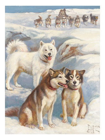 Portrait Of Malamutes With Dog Sled In Background by National Geographic Society Pricing Limited Edition Print image