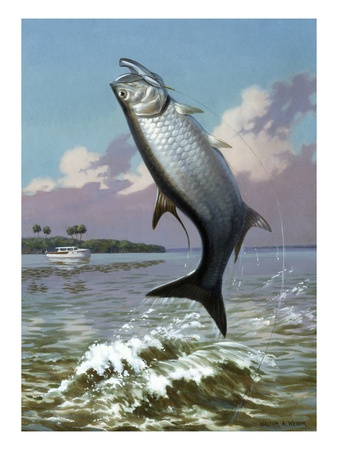 Tarpon Caught On Hook Leaps Out Of Water; Fishing Boat Floats Nearby by National Geographic Society Pricing Limited Edition Print image