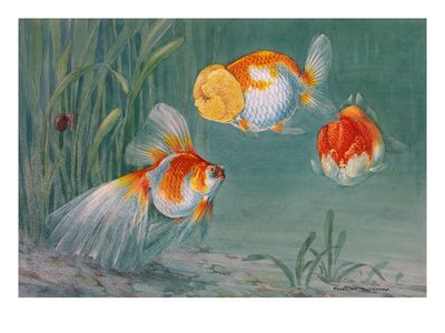 Two Lionheads And A Scaled Veiltail Telescope Swim Together by National Geographic Society Pricing Limited Edition Print image
