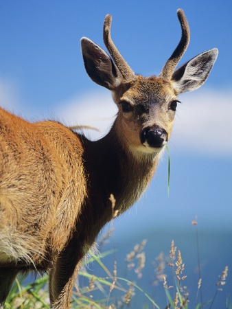 Blacktail Deer, (Odocoileus Hemionus), Buck, South Moresby, Gwaii Haanas National Park, British Col by David Nunuk Pricing Limited Edition Print image