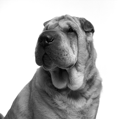 Shar-Pei by Brian Summers Pricing Limited Edition Print image