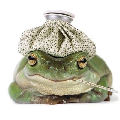 Frog With Water Bottle On Head And Thermometer In Mouth by Darwin Wiggett Pricing Limited Edition Print image