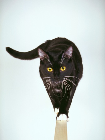 Black Cat, Big White Whiskers Walking by Joanne Mogridge Pricing Limited Edition Print image
