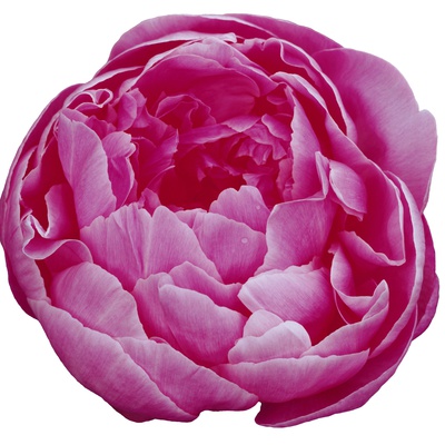 Pink Flower by Berth Klassen Pricing Limited Edition Print image