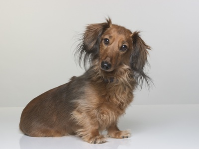 Longhaired Dachshund by Brian Summers Pricing Limited Edition Print image