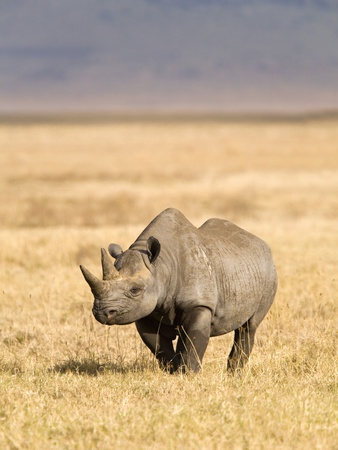 Rhinoceros by Sean Russell Pricing Limited Edition Print image