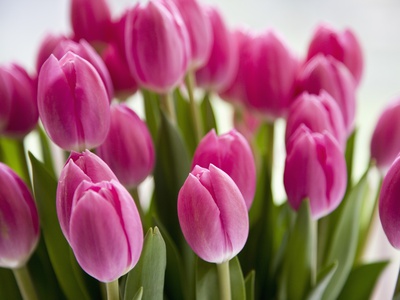 Detail Of A Bunch Of Tulips by Tobias Titz Pricing Limited Edition Print image