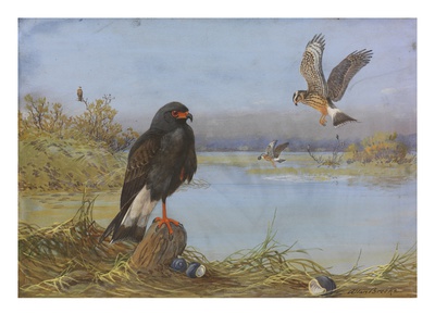 A Painting Of An Adult And An Immature Everglade Snail Kite by Allan Brooks Pricing Limited Edition Print image