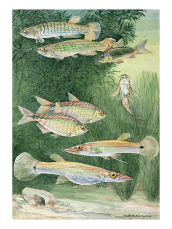A Variety Fish From The Cypriniformes Family. by National Geographic Society Pricing Limited Edition Print image