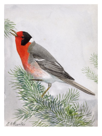 A Red-Faced Warbler Perches In A Tree. by National Geographic Society Pricing Limited Edition Print image