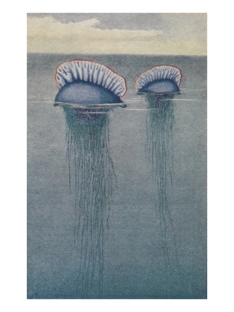 A Painting Of Two Jellyfish Known As The Portuguese Man-Of-War. by National Geographic Society Pricing Limited Edition Print image