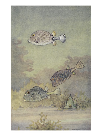 A Painting Of Two Species Of Trunkfish And A Scrawled Cowfish. by National Geographic Society Pricing Limited Edition Print image