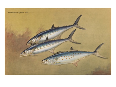 Painting Of Two Kingfish Swimming Alongside A Spanish Mackerel. by National Geographic Society Pricing Limited Edition Print image