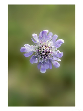 Field Scabious, Close Up Of Flower by Kidd Geoff Pricing Limited Edition Print image