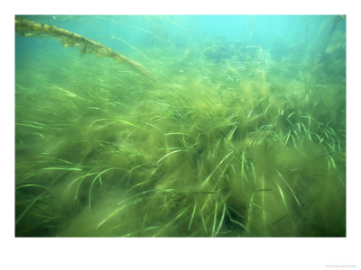 Seagrass, Papa Westray, N. Scotland, Uk by Paul Kay Pricing Limited Edition Print image