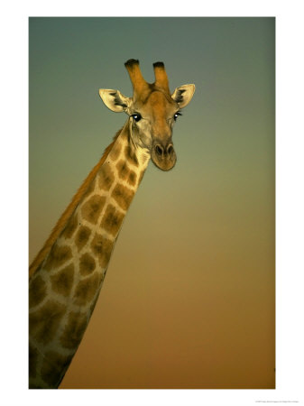 Giraffe At Twilight, Tuli Game Reserve, Botswana by Roger De La Harpe Pricing Limited Edition Print image