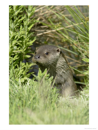 European Otter, Approaching Through Water-Side Vegetation, Sussex, Uk by Elliott Neep Pricing Limited Edition Print image