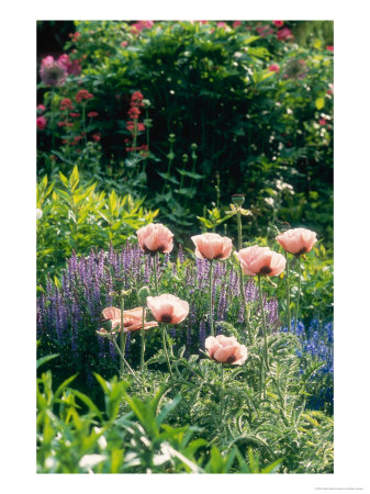 Oriental Poppy, Papaver Orientale, Turkenmohn by Steffen Hauser Pricing Limited Edition Print image