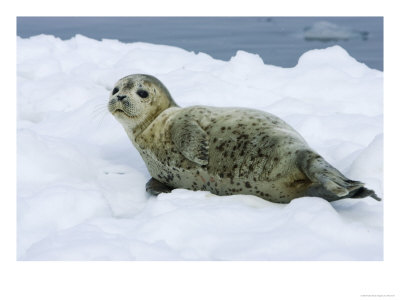 Harbor Seal, Young Seal Lying In Snow, Japan by Roy Toft Pricing Limited Edition Print image