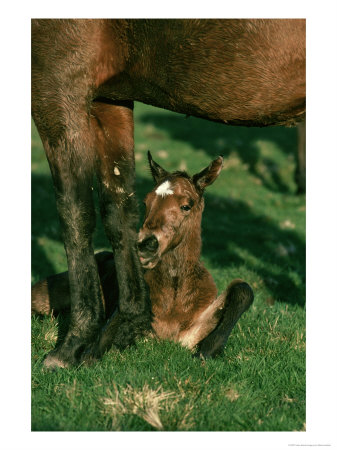 Horse, South Yorkshire by Mark Hamblin Pricing Limited Edition Print image