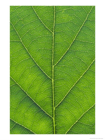 Oak Leaf, Close-Up Detail, England by Mark Hamblin Pricing Limited Edition Print image