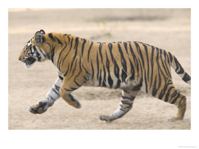 Bengal Tiger, Male Tiger Running, Madhya Pradesh, India by Elliott Neep Pricing Limited Edition Print image