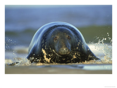 Grey Seal, Bull Emerging From Water, Uk by Mark Hamblin Pricing Limited Edition Print image