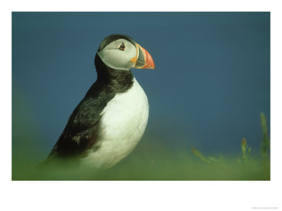 Atlantic Puffin, Fratercula Arctica, Inner Hebrides, Scotland by Mark Hamblin Pricing Limited Edition Print image