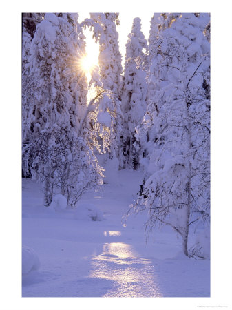 Taiga In Winter, Poussu Area, Northeast Finland by Philippe Henry Pricing Limited Edition Print image