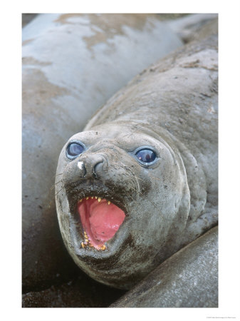 Southern Elephant Seal, Young Bull Wallowing, Campbell Island by Mark Jones Pricing Limited Edition Print image