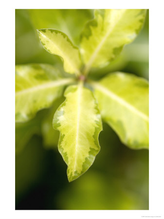 Pittosporum Tenuifolium Abbotsbury Gold by Kidd Geoff Pricing Limited Edition Print image