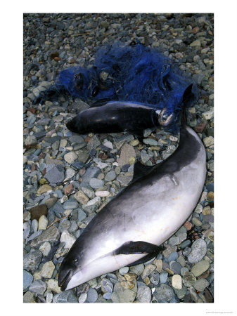 Common Porpoise, Adult And Juvenile Dead On Beach, North Wales, Uk by Paul Kay Pricing Limited Edition Print image