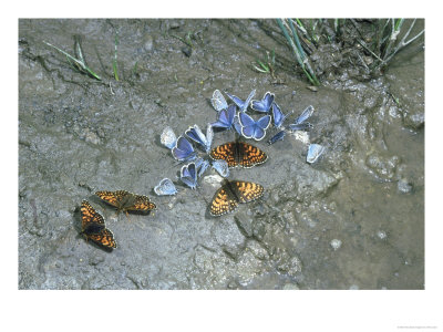 Silver Studded Blues & False Heath Fritillaries, Spain by Tom Leach Pricing Limited Edition Print image