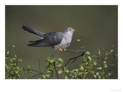 Cuckoo, Male Perched On Silver Birchsapling, Uk by Mark Hamblin Pricing Limited Edition Print image