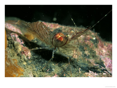 Northern Prawn, Sound Of Mull, Scotland by Paul Kay Pricing Limited Edition Print image