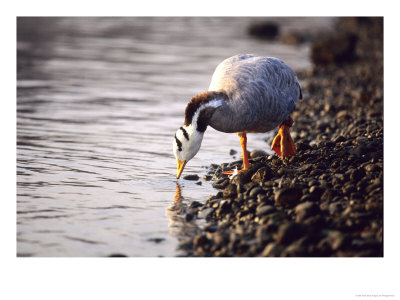 Bar-Headed Goose, Wild, Alsace, France by Philippe Henry Pricing Limited Edition Print image