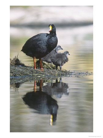 Giant Coot, With Chicks On Floating Nest, Lauca National Park, Chile by Mark Jones Pricing Limited Edition Print image