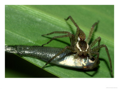 6 Spotted Fishing Spider, With Minnow Prey, Usa by Brian Kenney Pricing Limited Edition Print image