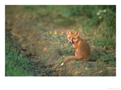Red Fox Cub Sitting Near Earth In Evening Light, Derbyshire, Uk by Mark Hamblin Pricing Limited Edition Print image